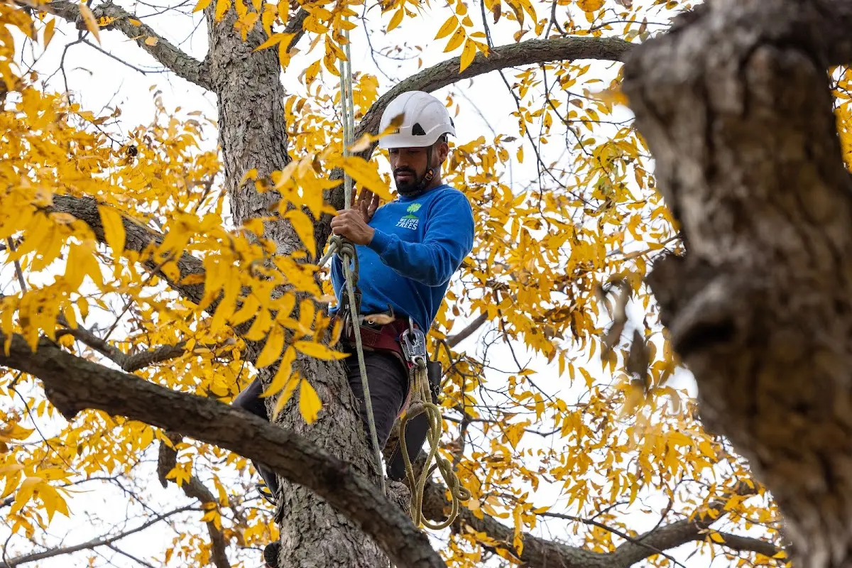 Skilled Tree Pruning crew working in Campbell Hall