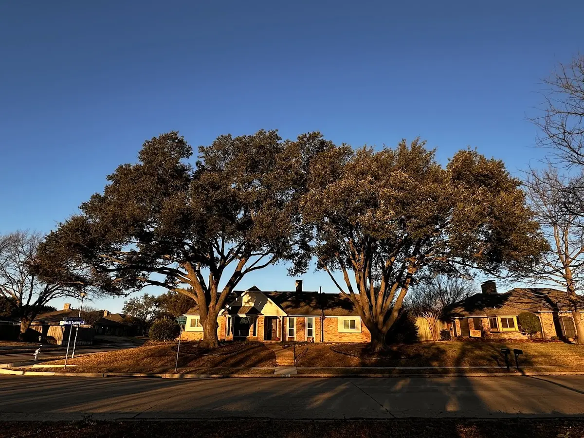 Established residential canopy tree shading a home in Campbell Hall